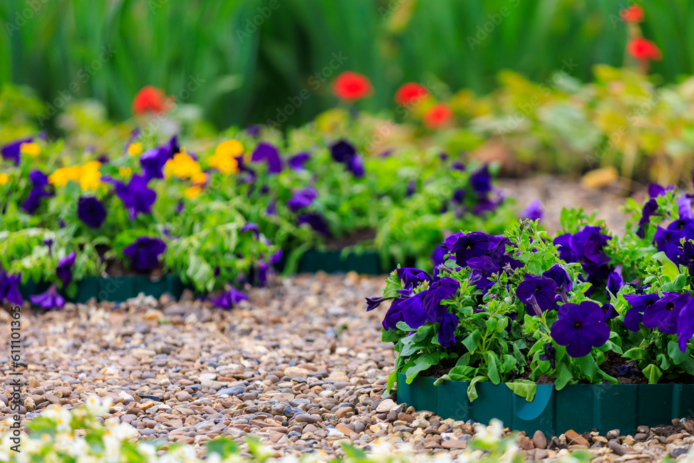 Flowers in the flower bed Petunia. Greening the urban environment. Background with selective focus and copy space Flowers in the flower bed Petunia. Greening the urban environment. Background with selective focus and copy space
