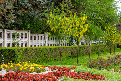 Fototapeta Naklejka Na Ścianę i Meble -  Flowers on the tree Bobovnik or golden rain. Greening the urban environment. Background with selective focus