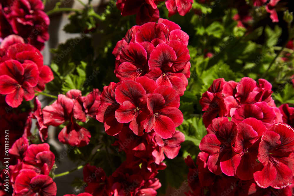 red tulips in garden