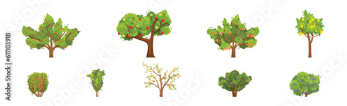 Fruit and Berry Tree and Bush with Green Crown and Trunk Vector Set