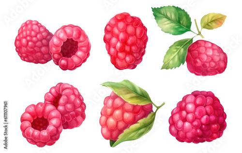 set vector watercolor illustration of ripe red raspberries isolated on white background