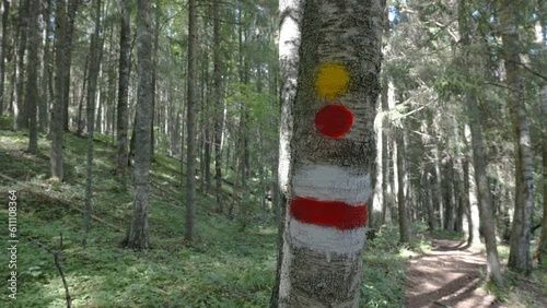 Wallpaper Mural The signs on the trunk of the tree in the forest for the hikers during the trail in Estonia Torontodigital.ca