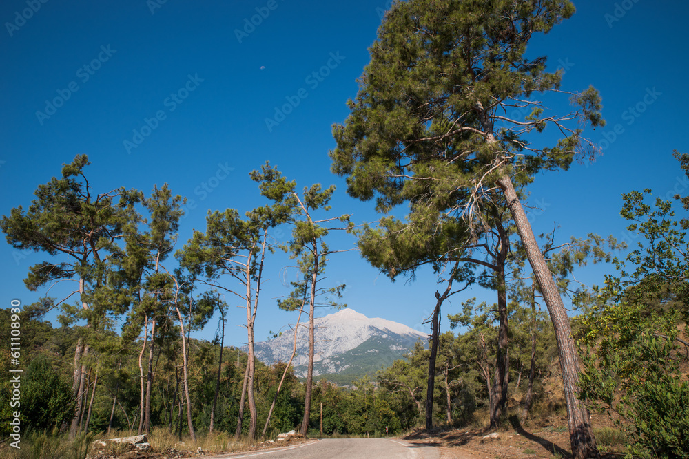 Pine trees against the backdrop of Mount Olympos. Tahtali. Kemer. Turkiye.