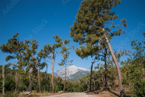 Pine trees against the backdrop of Mount Olympos. Tahtali. Kemer. Turkiye.