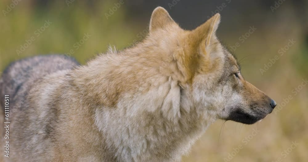 Beautiful female grey wolf standing in the forest Beautiful female grey wolf standing in the forest