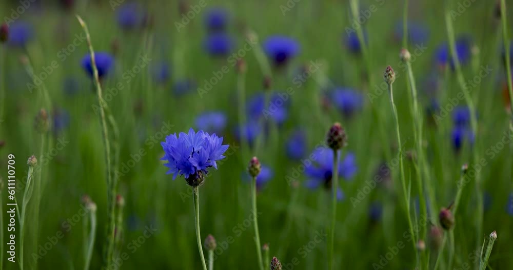 Cornflower close-up in a field of wildflowers. Blue flowers in the meadow.