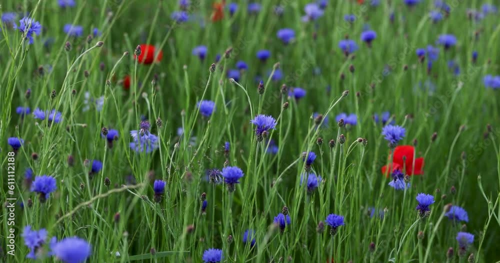 Cornflower field. Wildflowers are swaying in the wind. Cornflower field. Wildflowers are swaying in the wind.