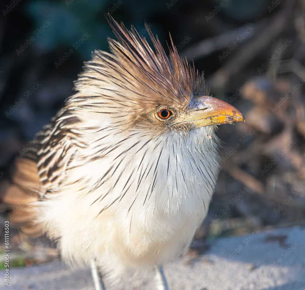 Fototapeta premium Pirincho, guira guira