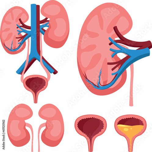 Detailed illustration of urinary system including kidneys, ureters and bladder for medical study and teaching material isolated on white background photo