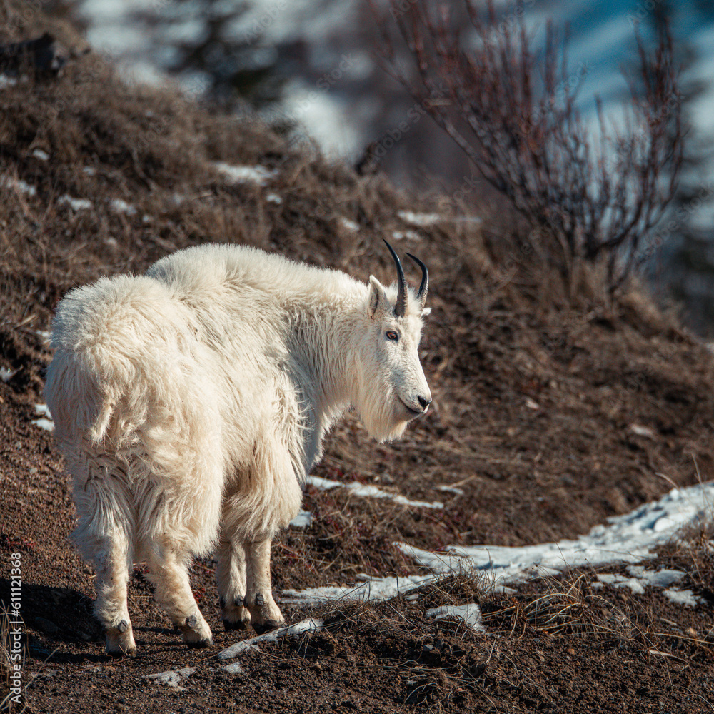 mountain goat 