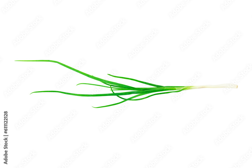 green young onion isolated from background green young onion isolated from background