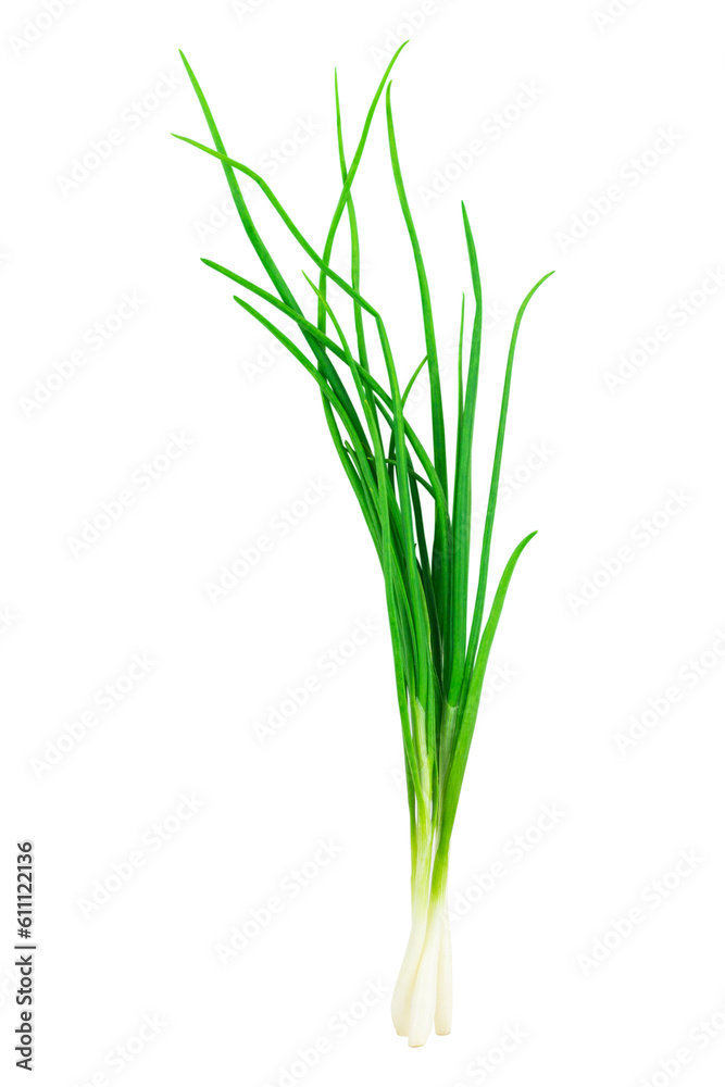 green young onion isolated from background