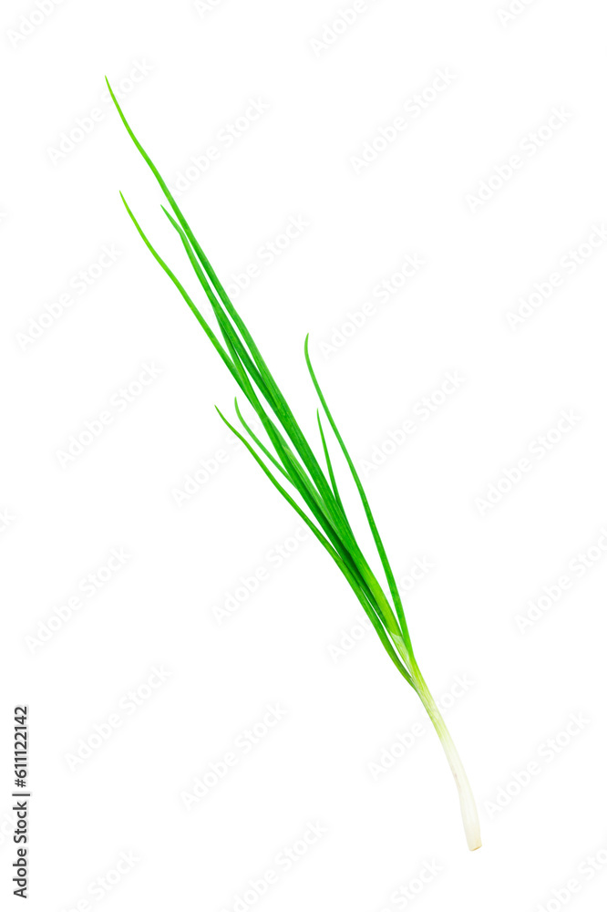 green young onion isolated from background green young onion isolated from background