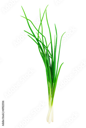 green young onion isolated from background