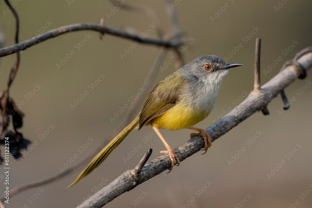 Naklejka premium Yellow-bellied prinia bird form sastchori national park, sylet, Bangladesh