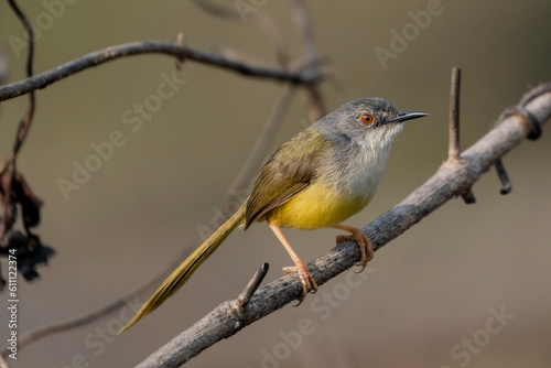 Yellow-bellied prinia bird form sastchori national park, sylet, Bangladesh