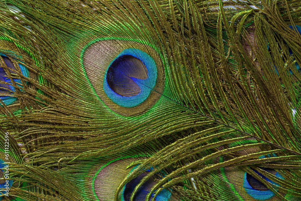 Fototapeta premium macro peacock feathers,Background with peacock feather macro texture, multicolored