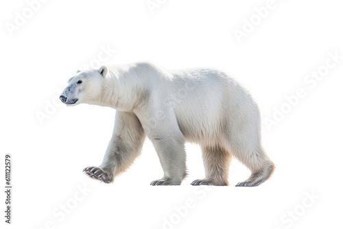 a majestic Polar bear in motion, side view, running, trotting, Wildlife-themed, photorealistic illustrations in a PNG, cutout, and isolated. Generative AI
