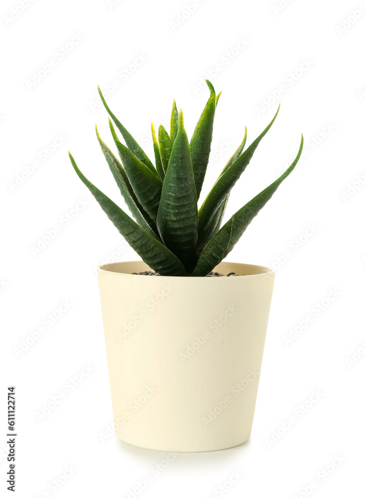 Artificial aloe on white background Artificial aloe on white background