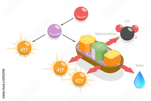 3D Isometric Flat  Conceptual Illustration of Aerobic Respiration photo