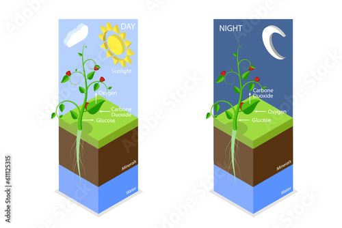 3D Isometric Flat  Conceptual Illustration of Photosynthesis