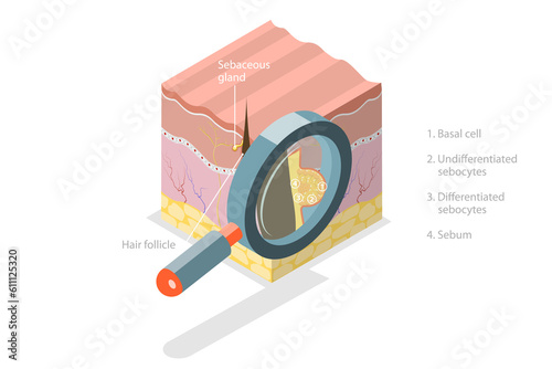 3D Isometric Flat  Conceptual Illustration of Sebaceous Gland photo