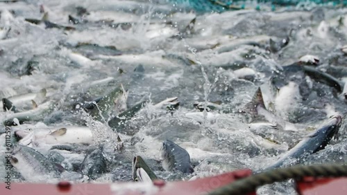 A slow motion shot of pink salmon splashing in a fishing net