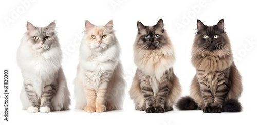Four fluffy cats on a white background. Generative AI