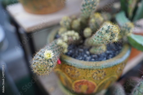 Castus in pots