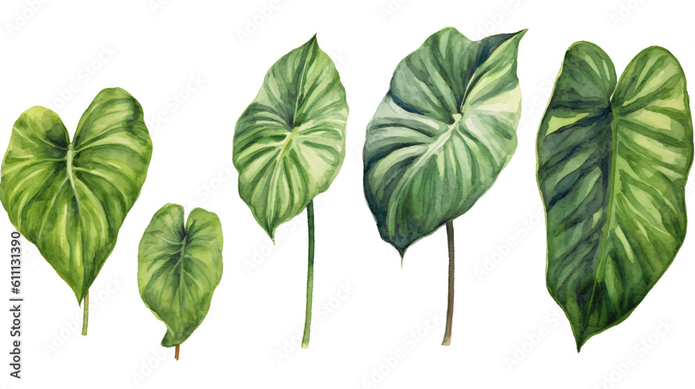 set of philodendron leaves in watercolor design isolated against transparent background set of philodendron leaves in watercolor design isolated against transparent background