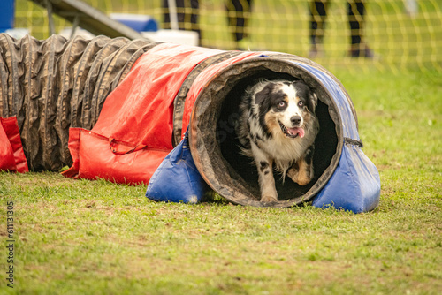 a cute australian shepherd  does agility