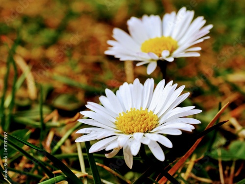 white daisy flowers