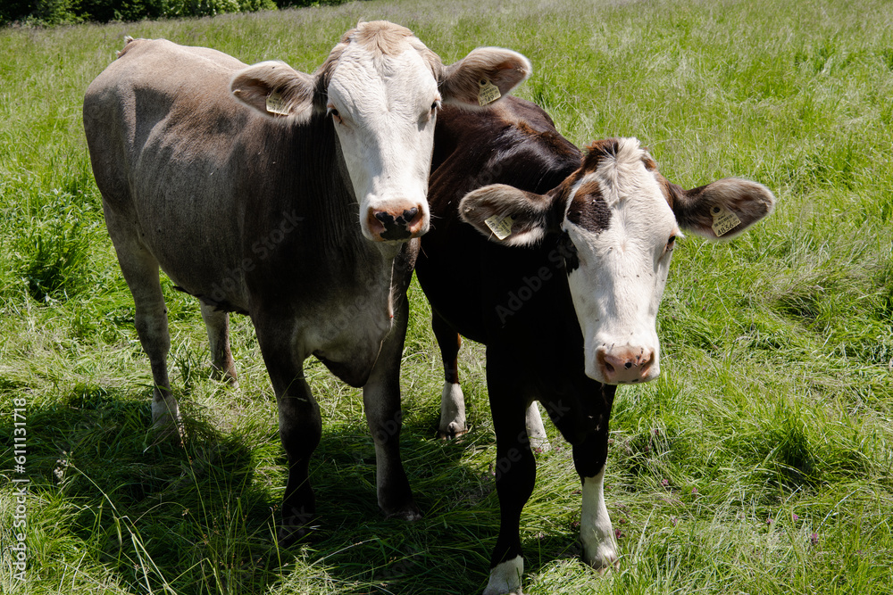 Zwei Rinder der Rasse Hereford - Hereford Rinder sind die häufigste Rinderrasse weltweit.