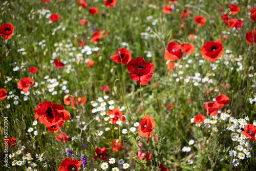 Flower field with poppies and daisies in summer june. Blossom