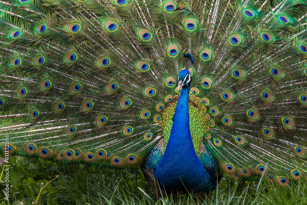 Obraz premium Beautiful colorful peacock bird. The peacock has an outstretched tail. There are colored eyes on the tail.
