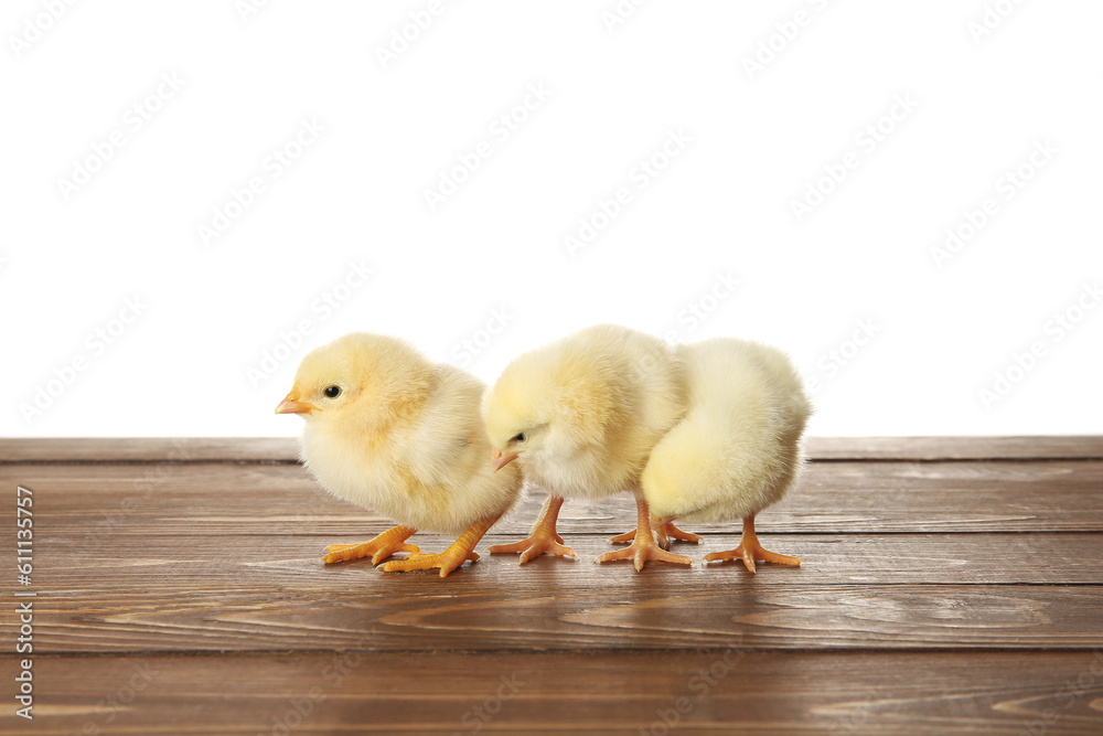 Obraz premium Cute little chicks on wooden table against white background