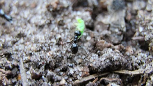 Black ants and aphid in a wild.An ant carries aphids.Ant trail