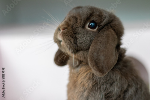 chocolate rabbit portrait