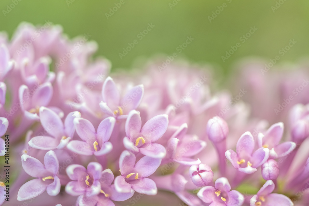branch of Himalayan lilac. Spring flowers concept. Blur and selective focus. Macro photo branch of Himalayan lilac. Spring flowers concept. Blur and selective focus. Macro photo