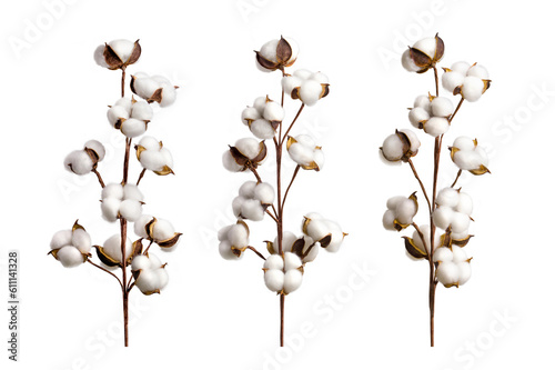 Fototapeta Set of cotton branches isolated on on transparent background