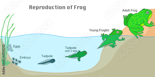 Frogs, water to land, Amphibian reproduction. Development stages. Calm freshwater to shore. Reproduce metamorphosis. Jelly egg, embryo, tadpole, polliwog, froglet, adult frog. illustration Vector	