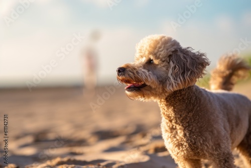 Environmental portrait photography of a curious poodle scratching nose against a beach background. With generative AI technology