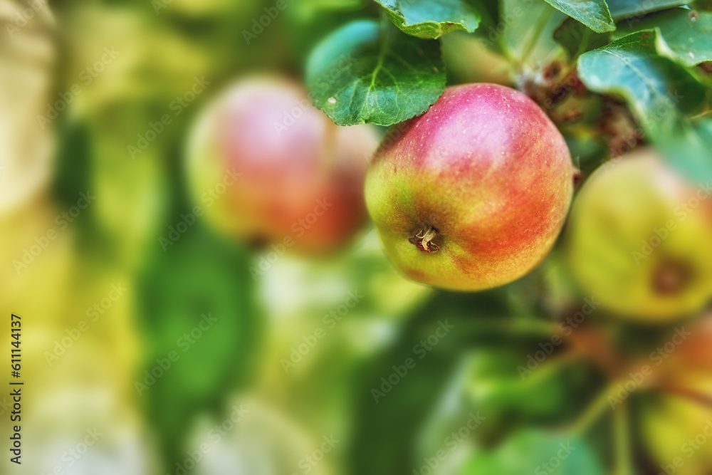 Apple, garden and red fruit on tree or branch with leaves, green plant and agriculture or sustainable farm. Nature, apples and healthy food from farming, plants and natural fiber for nutrition Apple, garden and red fruit on tree or branch with leaves, green plant and agriculture or sustainable farm. Nature, apples and healthy food from farming, plants and natural fiber for nutrition