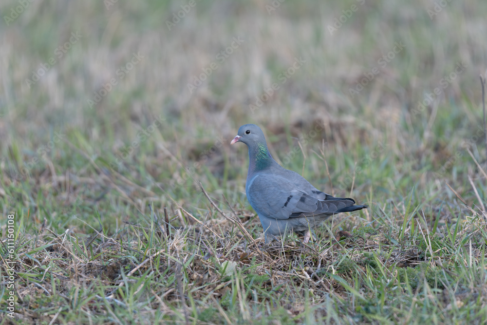 Obraz premium Hohltaube