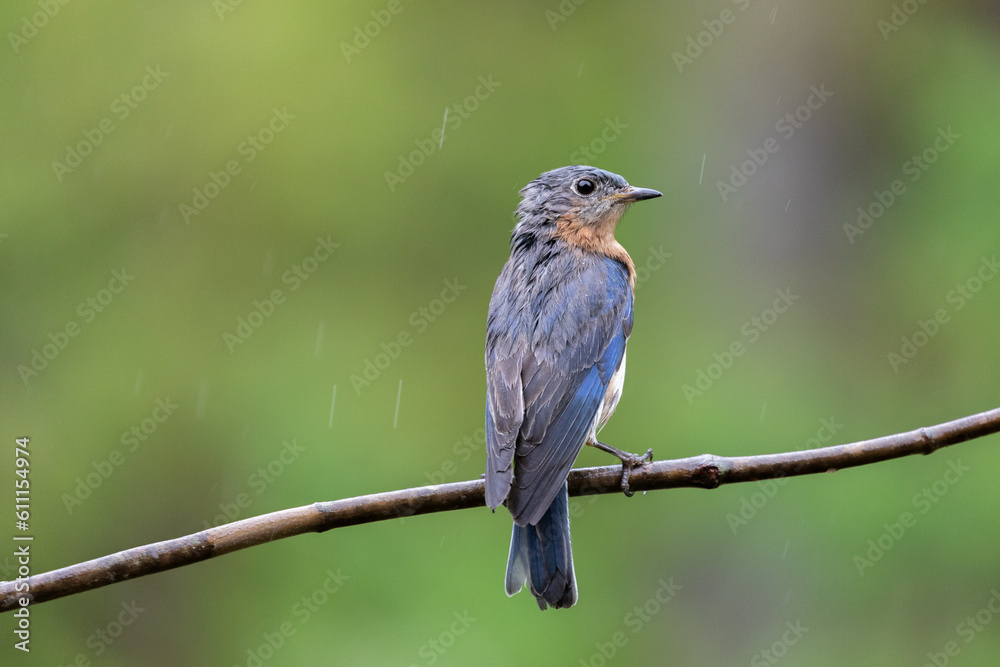 Female Bluebird