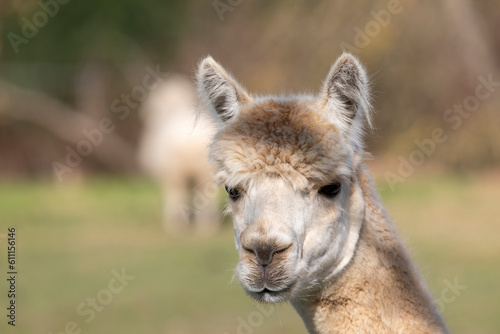 Photograph of the head of an adult Alpaca standing in a field on the South Island of New Zealand