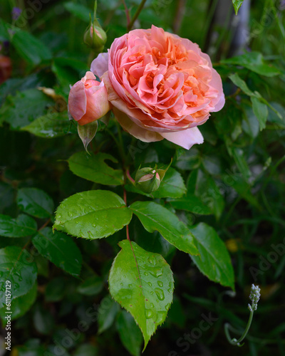 Fototapeta Naklejka Na Ścianę i Meble -  pink rose in garden