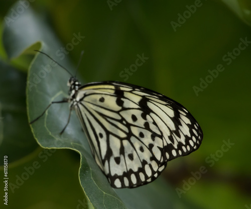 Black and White butterfly on a leaf