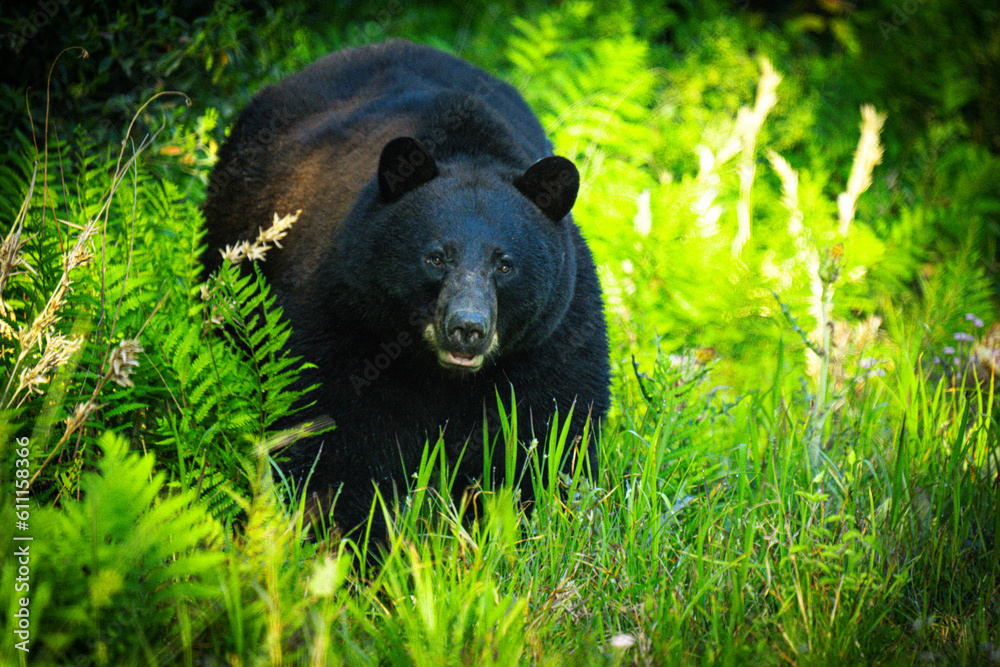 Fototapeta premium Bear in the Woods