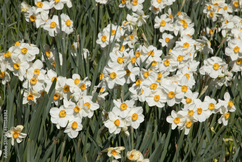 White and Yellow Daffodils